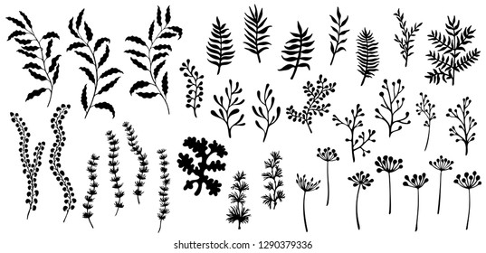 Willow and palm tree branches, fern twigs, lichen moss, mistletoe, summer grass herbs, dandelion flower vector set. Simple branches, twigs floral collection isolated. Palm, fern, willow leaves.