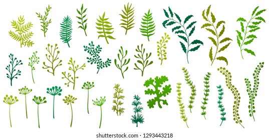 Willow and palm tree branches, fern twigs, lichen moss, mistletoe, summer grass herbs, dandelion flower vector set. Green branches, twigs floral collection isolated. Palm, fern, willow leaves