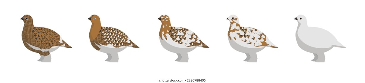 Willow Ptarmigan Plumages Vector Illustration