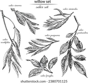 willow set, willow sketch, willow monochrome, willow black and white. Latin name salix. Salix acutifolia, fragilis, cinerea, viminalis, rossica, purpurea, caesifolia