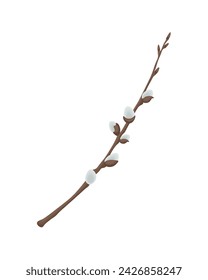 Willow. A sprig of willow. A spring plant. Vector illustration isolated on a white background