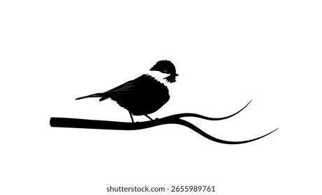 Willow Tit bird, black isolated silhouette