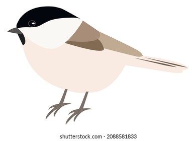 Wilde Titte einzeln auf weißem Hintergrund. Schöner Waldbeige-brauner Kichervogel (lat. Acile montanus, Parus montanus)