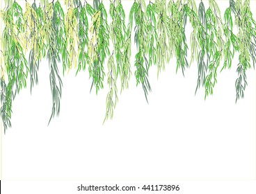 Willow Tree Branch For Frame Background. Green Leave Weeping Tree 