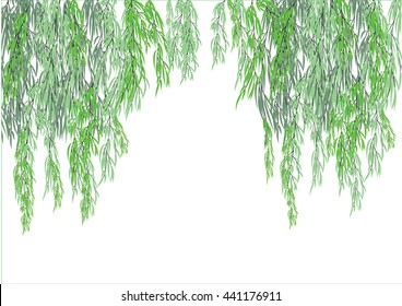 Willow Tree Branch For Frame Background. Weeping Tree On White Background