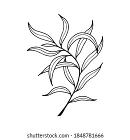 Willow tree branch with leaves. Vector stock illustration eps10.