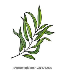 Willow tree branch with leaves. Vector stock illustration eps10. Outline, isolate on white background. Hand drawn.