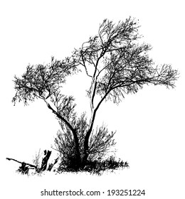 Willow tree, full size isolated silhouette, vector