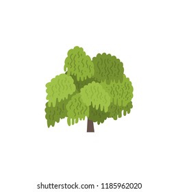 Willow tree isolated on white background. Vector cartoon illustration sapling for forest landscape. Environment elements in flat style