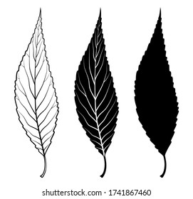 Willow tree leaf. Vector linear illustration. Outline, silhouette, line art drawing isolated on white background