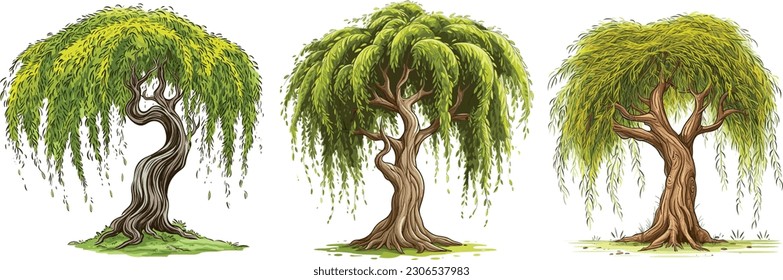 Willow tree set in isolated white background, Willow tree cilp art collection 