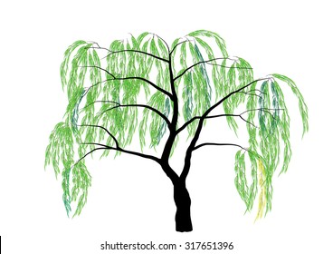 Willow Tree Vector Illustration