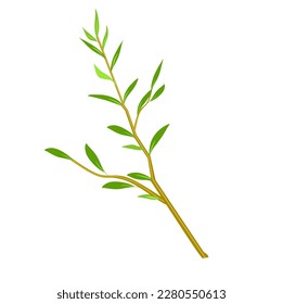 Willow tree vector illustration on white background