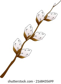 willow twig with blossoming buds