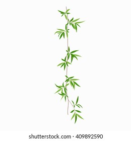 Willow twig. Floral design element. Tree branch with leaves. Isolated vector illustration. 