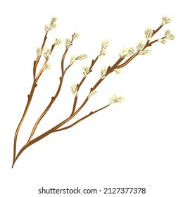 A willow twig with fluffy buds. Spring element.