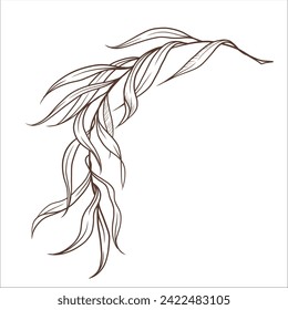 Willow twig with leaves isolated. Graphic lineart. Vector hand-drawn illustration in outline style. Perfect for cards, logo, decorations, invitations, cosmetic designs.