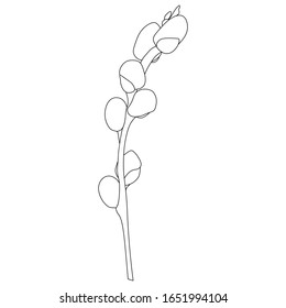 Willow twig. Sketch. Branch of a tree. Vector illustration. Coloring book for children. Doodle style. Happy Easter. Fluffy plant. Spring Herald. Outline on an isolated background. 