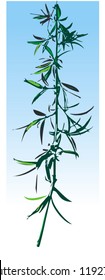 Willow twig, Vector Illustration