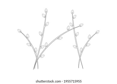 willow twigs . set. isolated on a white background.vector illustration.