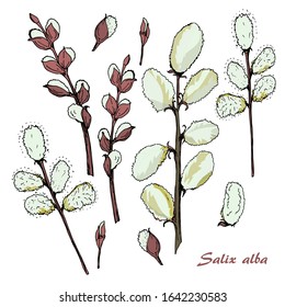 willow twigs for spring holiday decoration, drawn and isolated on a white background