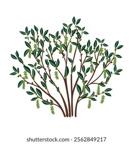 willow, vector drawing tree with catkins and green leaves , sallow, osier, isolated at white background, hand drawn illustration