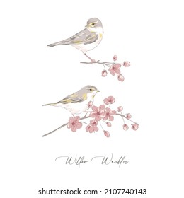 Willow Warbler Bird On Sakura Branch Hand Drawn Vector Illustration Set Isolated On White. Vintage Curiosity Cabinet Aesthetic Print.