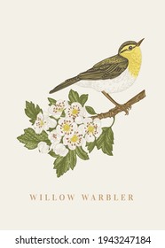 Willow warbler on a branch. Spring blooming common hawthorn and bird. Vector vintage illustration.