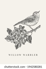 Willow warbler. Spring blooming hawthorn branch. Vector vintage illustration. Twig with flowers and a bird. Black and white.