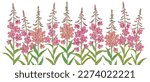 willowherb, fireweed, field flowers, vector drawing wild plants at white background, floral elements, hand drawn botanical illustration