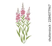 willowherb, fireweed, field flowers, vector drawing wild plants at white background, floral elements, hand drawn botanical illustration