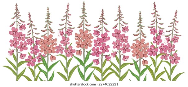 willowherb, fireweed, field flowers, vector drawing wild plants at white background, floral elements, hand drawn botanical illustration