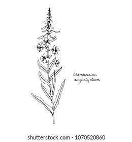 willow-herb, ink drawing medicinal plant, monochrome botanical illustration in vintage style, isolated floral element, hand drawn illustration