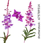 Willow-herb meadow Fireweed Rosebay Willowherb (Epilobium or Chamerion angustifolium)