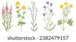 willowherb,globeflower, bells, linum and buttercup, field flowers, vector drawing wild plants at white background, floral elements, hand drawn botanical illustration