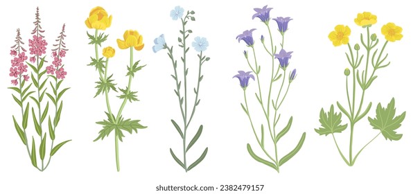 hierba de sauce, globeflower, campanas, lino y buttercup, flores de campo, vectores dibujando plantas silvestres en fondo blanco, elementos florales, ilustración botánica dibujada a mano