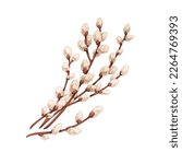 Willows branches. Spring pussy plant, catkins buds in vintage retro style. Easter delicate fluffy Salix twig. Botanical hand-drawn realistic vector illustration isolated on white background