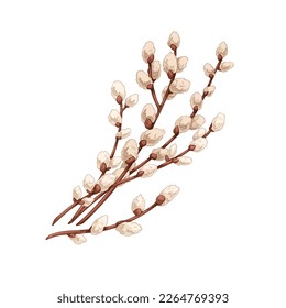 Willows branches. Spring pussy plant, catkins buds in vintage retro style. Easter delicate fluffy Salix twig. Botanical hand-drawn realistic vector illustration isolated on white background