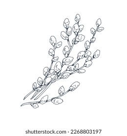 Willows, catkins, retro botanical drawing. Spring pussy plant drawn in vintage engraved style. Contoured outlined Salix twig. Handdrawn detailed vector illustration isolated on white background