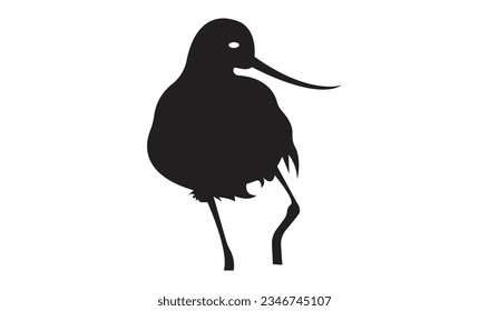 Wilson's Snipe on White Background, Isolated