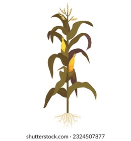 Wilted corn stem with leaves planting agriculture growing farmland care cultivation vector flat illustration. Seedling growth production maize with root natural rural plantation organic harvesting