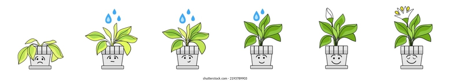 Wilted and green houseplant before and after watering on white b