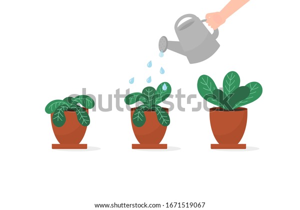 Wilted houseplant opposite of living\
green plant in brown pot. Plant care concept. Watering,\
fertilizeed. Before and after watering and care. Vector\
illustration