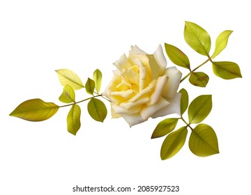 wilted pastel yellow rose with foliage. Realistic vector illustration of a dead flower on a white background
