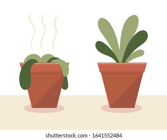 A wilted plant in a pot.The plant came to life.Before and after watering and care.The result of the fertilizer.Flat vector stock illustration