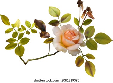 Wilted rose of a calm coral color with foliage. Realistic vector image of a dead flower on a white background