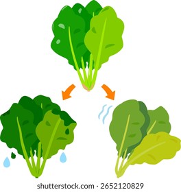 Wilted spinach and rotten, melted spinach
