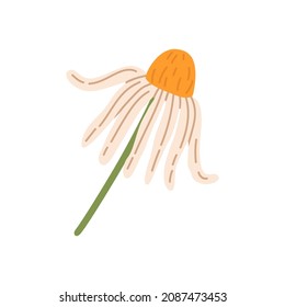 Wilting chamomile flower. Wild camomile with withering petals. Droopy floral plant. Botanical flat vector illustration of wildflower isolated on white background