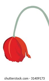 Wilting Tulip  Illustration