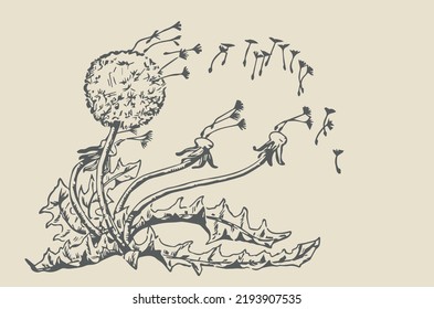 The wind breaks the seeds from the dandelion and spreads them around